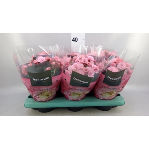 Begonia elat. DU 'Move2Joy Pink'