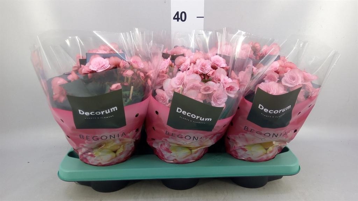 <h4>Begonia elat. DU 'Move2Joy Pink'</h4>