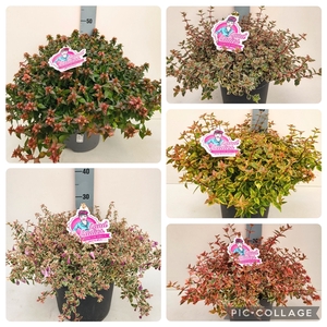 Abelia in Sorten 26T