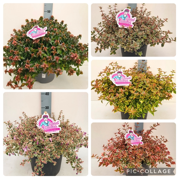 <h4>Abelia in Sorten 26T</h4>