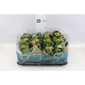 Kalanchoe blos.   ..