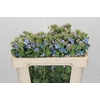 Oxypetalum Tweedia Blue