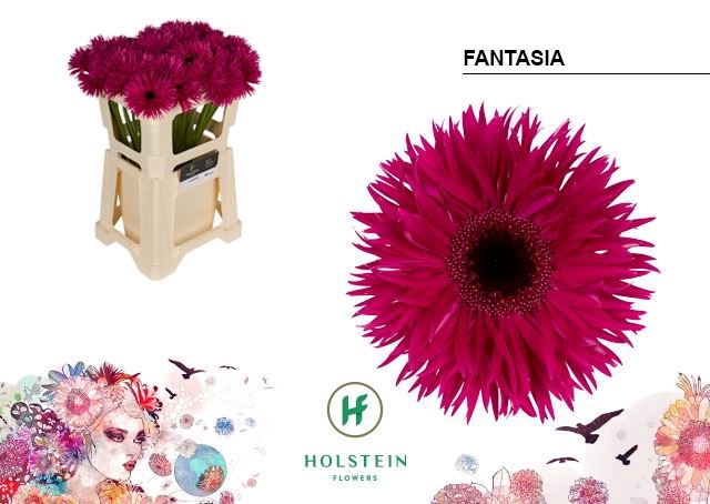 <h4>Gerbera Fantasia</h4>