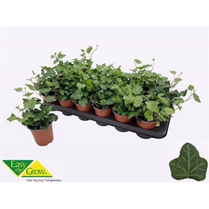 Hedera helix 'Wonder'