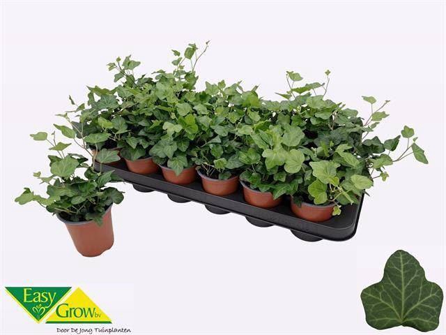 <h4>Hedera helix 'Wonder'</h4>