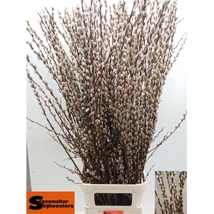 SALIX MAGICAL SILVER