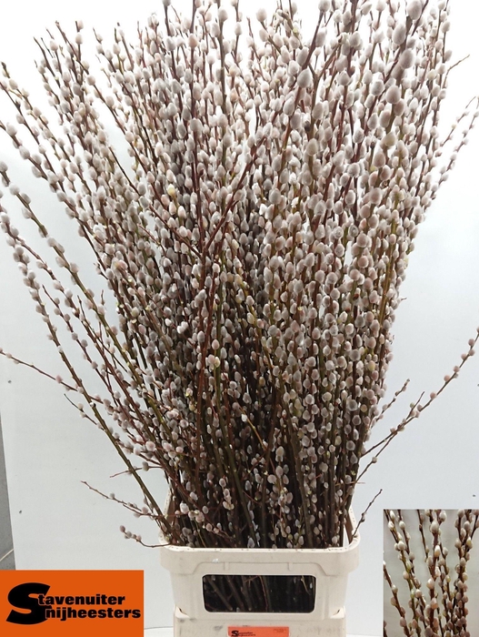 <h4>SALIX MAGICAL SILVER</h4>