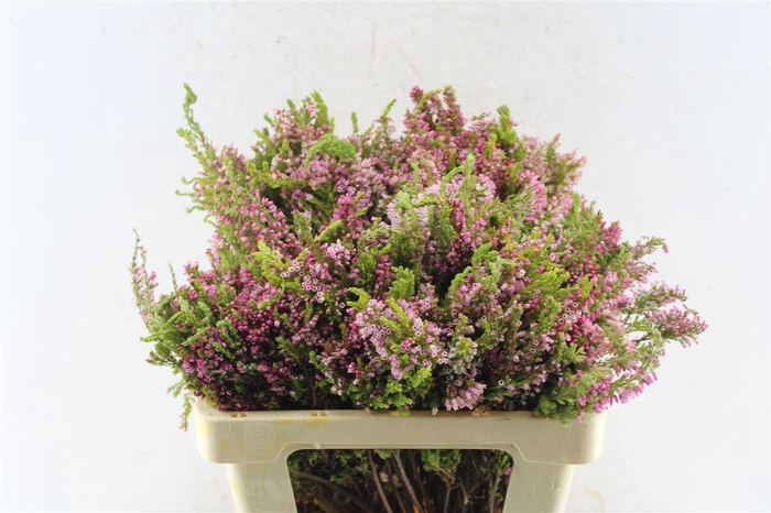 <h4>Kaaps Erica Baccans</h4>