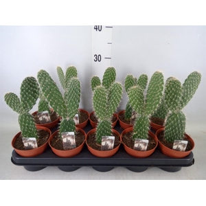 Opuntia