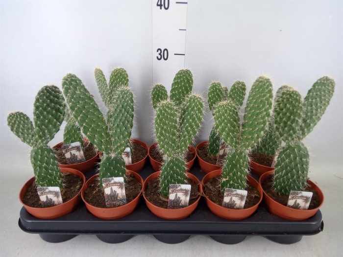 <h4>Opuntia</h4>