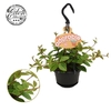 Peperomia Ang. Verde Hell hangpot Adorable collection