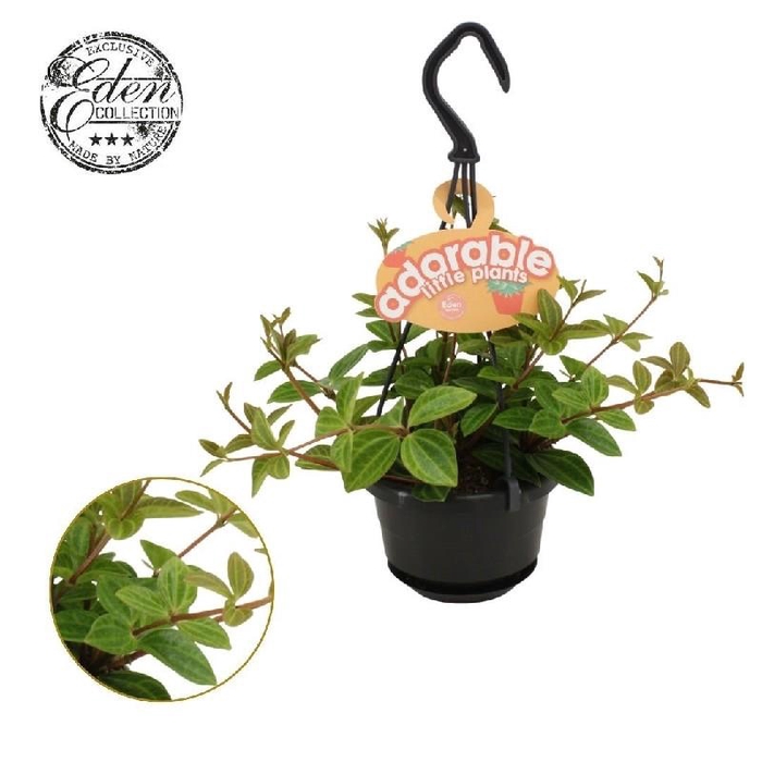 Peperomia Ang. Verde Hell hangpot Adorable collection