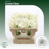 Calla Crystal Clear