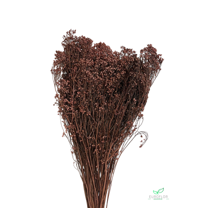 <h4>DRIED FLOWERS - BROOM BLOOM HAZELNOOT 80GR</h4>