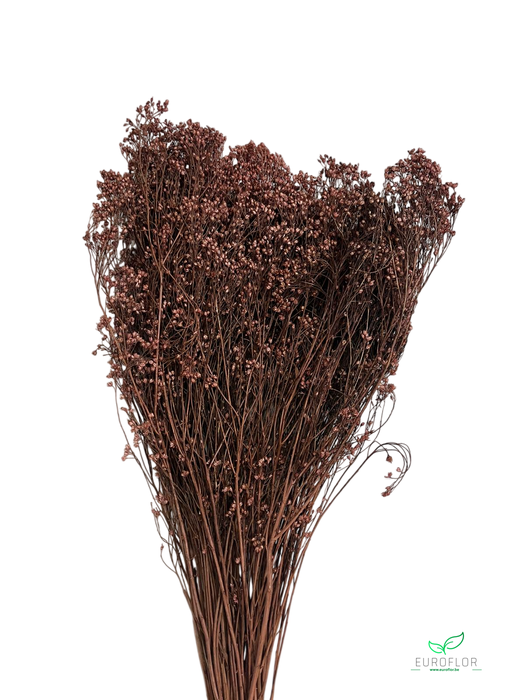 DRIED FLOWERS - BROOM BLOOM HAZELNOOT 80GR