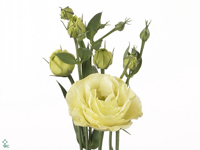 Lisianthus Rosita Yellow