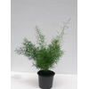 ASPARAGUS DENSIFLORUS P12 SPRING