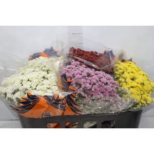 CRISANTEMO BOLA BELGA JASODA P15 VARIADO