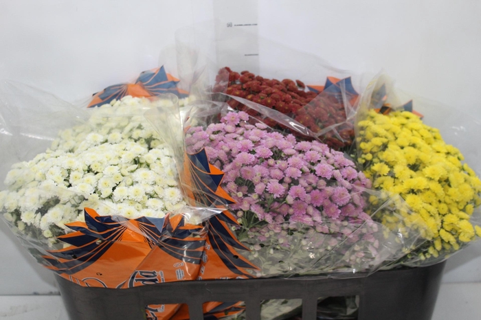 <h4>CRISANTEMO BOLA BELGA JASODA P15 VARIADO</h4>