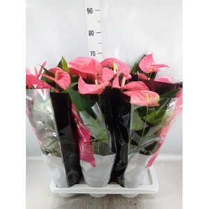 Anthurium andr. 'Maine'