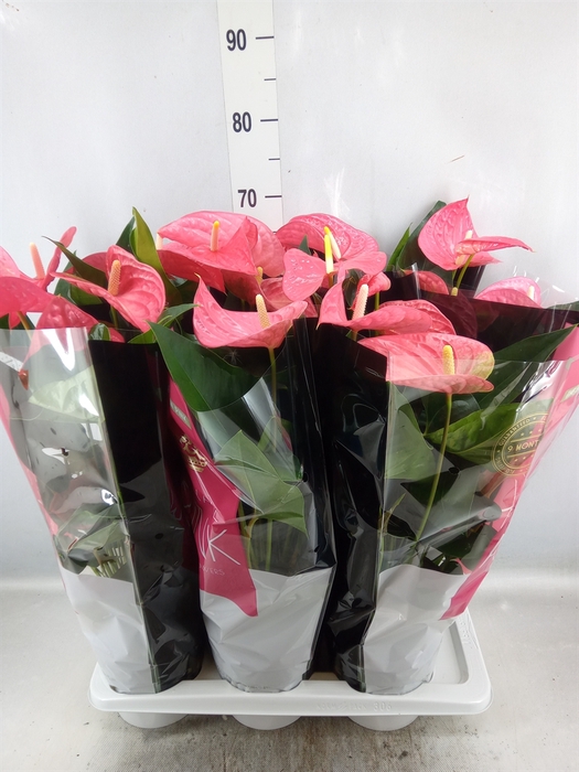 <h4>Anthurium andr. 'Maine'</h4>