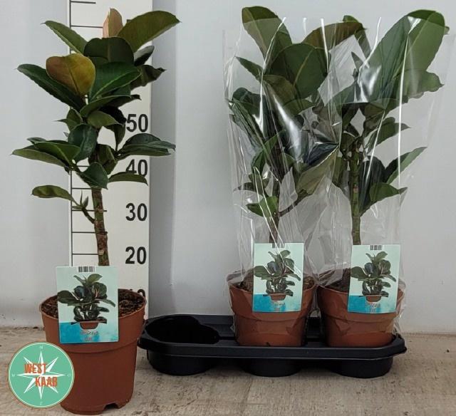 <h4>FIC EL CLOE</h4>