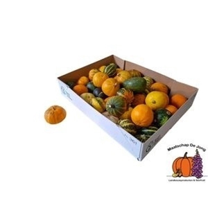 Cucurbita pepo mix in box