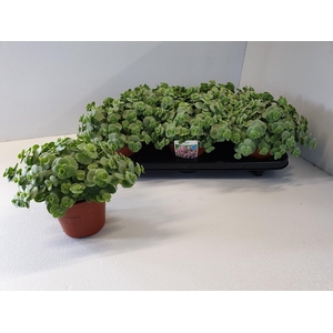 SEDUM SIEBOLDII