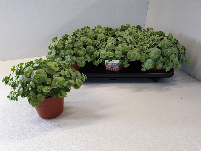 <h4>SEDUM SIEBOLDII</h4>