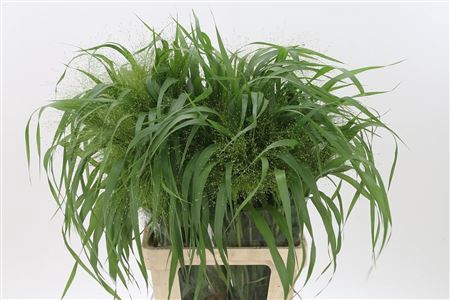 <h4>Siergras Panicum Fountain</h4>