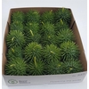 Sier Cucumis Egel Xl Holl X20