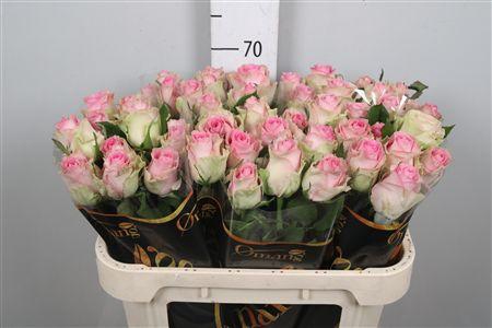 R Gr Brigitte Bardot