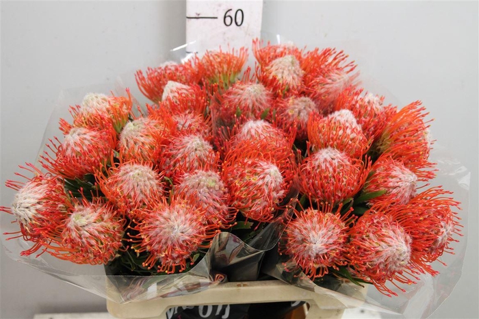 <h4>Leuco Tango</h4>