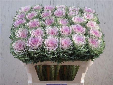 <h4>Brass Crane King</h4>