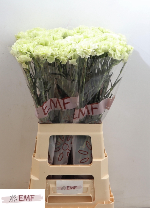 <h4>DI ST PRADO MINT</h4>