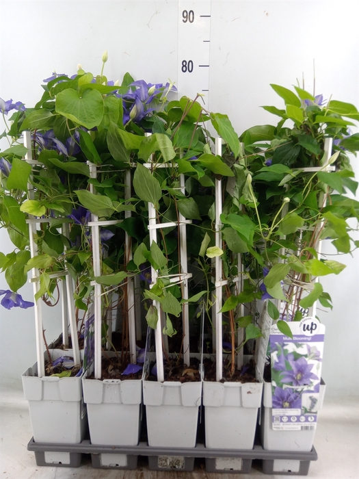 <h4>Clematis   ...</h4>