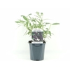 Buddleja Black Knight