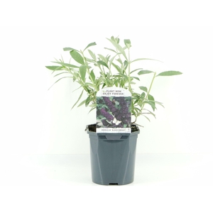Buddleja Black Knight