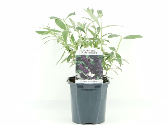 Buddleja Black Knight