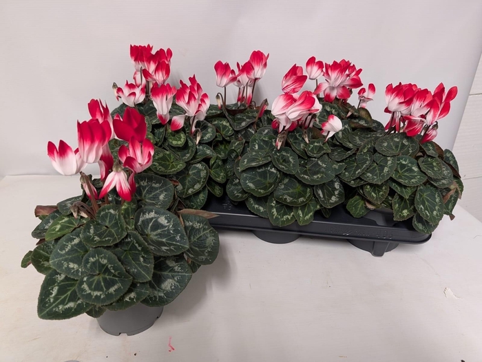 <h4>CYCL KL MET IND RED</h4>