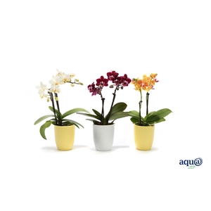 Hugo Citrus/White Tiny Dolls Mix 2T10+ Aqu@