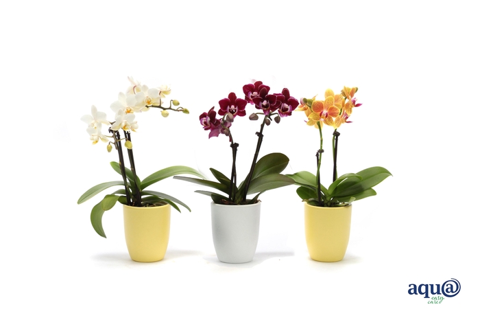 <h4>Hugo Citrus/White Tiny Dolls Mix 2T10+ Aqu@</h4>