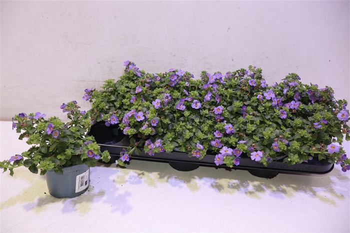 <h4>arr8 Sut Ba Ca Blue</h4>