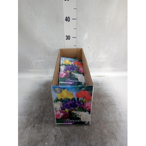 Flowerbulbs, corns or tubers   ...