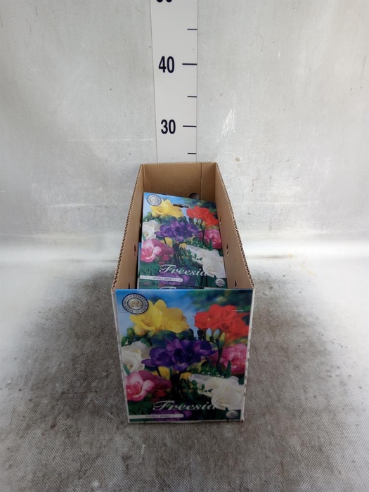 <h4>Flowerbulbs, corns or tubers   ...</h4>