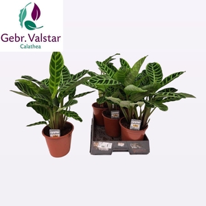 CALAT ZEBRINA