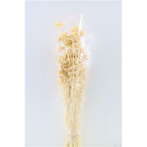 Dried Lonas Soft Yellow Bunch