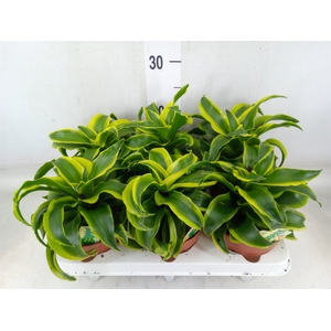 Dracaena frag. 'Tornado'