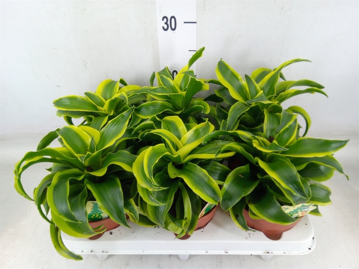 <h4>Dracaena frag. 'Tornado'</h4>