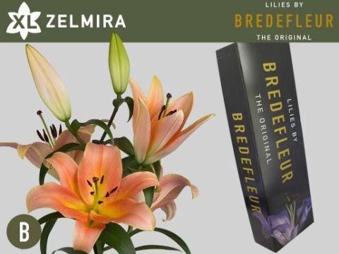 <h4>LI OT ZELMIRA 5+ QUALITY BOX</h4>